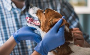 Leczenie farmakologiczne idiopatycznej padaczki u psów i kotów Nowe perspektywy leczenia padaczki lekoopornej. Część I