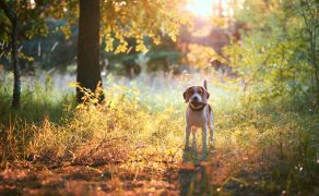 Endopasożyty u psów wiejskich