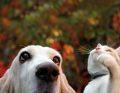 Gorączka u psów i kotów – różne źródła pochodzenia