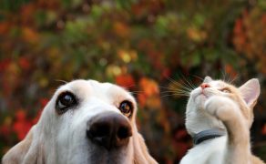 Gorączka u psów i kotów – różne źródła pochodzenia