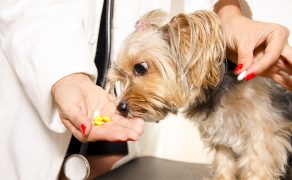Farmakoterapia infekcji bakteryjnych układu oddechowego u psów i kotów. Część II