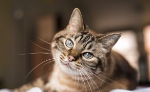 Nadczynność tarczycy u kotów – praktyczne podejście do diagnostyki i metod leczenia