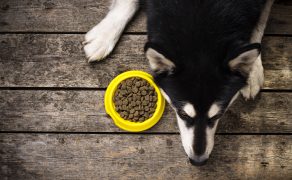 Mykotoksyny w karmach dla psów i kotów