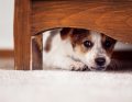 WWP_7_8_18_STRES_OKIEM_LEKARZA_WETERYNARII_iStock_696063892.jpg