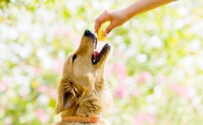 Wspomaganie żywieniowe w chorobach serca psów