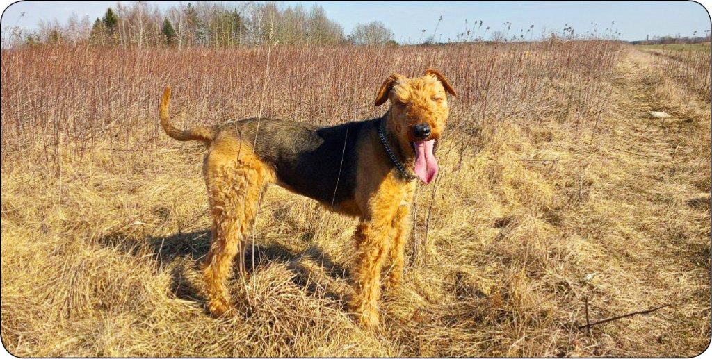 WWP_9_18_ANTYKONCEPCJA_U_MALYCH_ZWIERZAT_RYC_1 samic