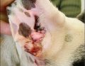 WWP_9_18_ZASADY_DIAGNOSTYKI_I_LECZENIA_OTITIS_EXTERNA_RYC_7