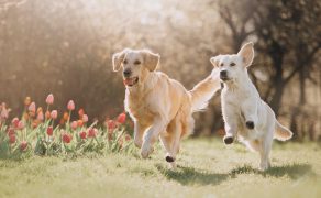 Żywienie psów sportowych – intensywny wysiłek
