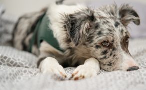 Terapia zaburzeń wodno-elekrolitowych u psów i kotów