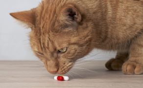 Farmakoterapia infekcji bakteryjnych układu moczowego u psów i kotów.