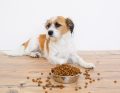 Alergia pokarmowa a potencjalne zafałszowania składu karm dla psów