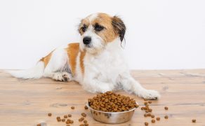 Alergia pokarmowa a potencjalne zafałszowania składu karm dla psów