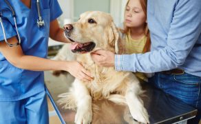 Diagnostyka hiperadrenokortycyzmu u psów