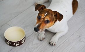Nieswoiste zapalenie jelit u psów – dietoprofilaktyka i dietoterapia