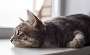 Ból u kotów – przyczyny i rozpoznanie