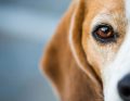 Wpływ antyoksydantów na funkcjonowanie narządu wzroku u psów i kotów