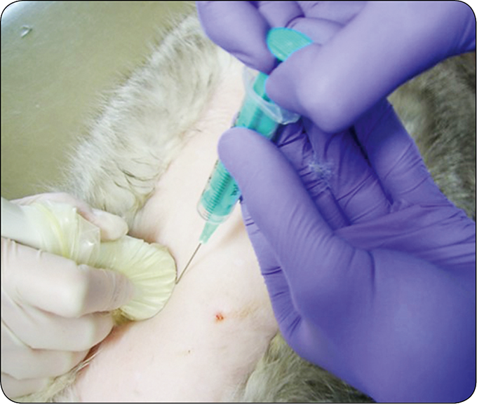 WWP_5_19_WYBRANE_CHOROBY_DOLNYCH_DROG_MOCZOWYCH_U_KOTOW_RYC_2 dróg moczowych