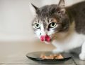 Najnowsze badanie wpływu diety na występowanie objawów dermatologicznych u kotów