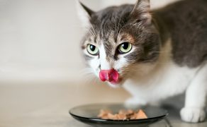 Najnowsze badanie wpływu diety na występowanie objawów dermatologicznych u kotów