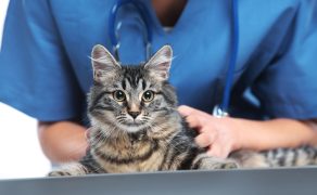 Cukrzyca – łatwy w diagnostyce i trudny w terapii problem naszych domowych kotów