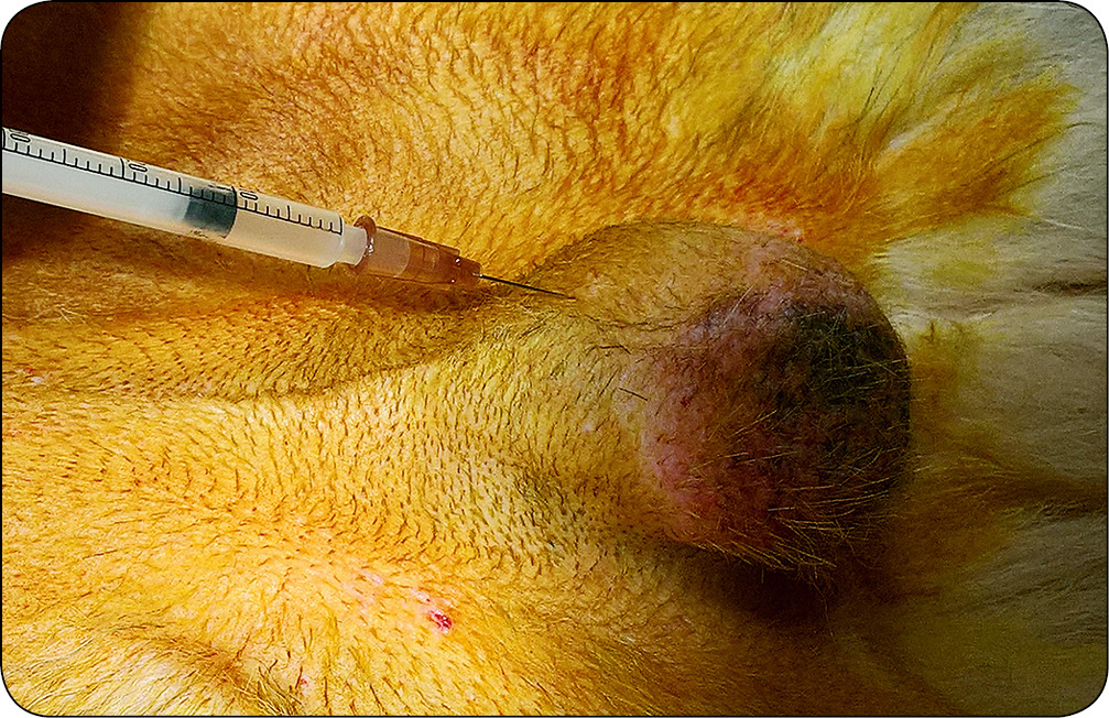 WWP_10_17_ANTYKONCEPCJA_U_MALYCH_ZWIERZAT_CZ_2_RYC_1_A