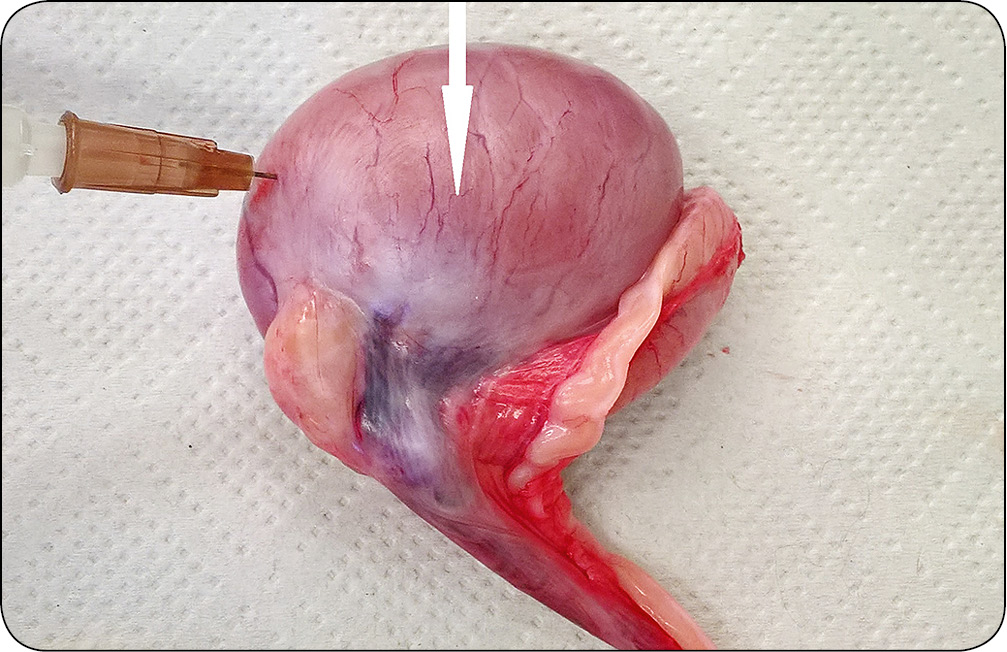 WWP_10_17_ANTYKONCEPCJA_U_MALYCH_ZWIERZAT_CZ_2_RYC_1_B