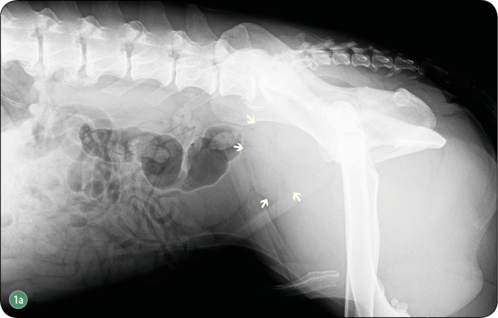 WWP_6_17_OCENA_RADIOLOGICZNA_ORAZ_USG_RYC_1_A