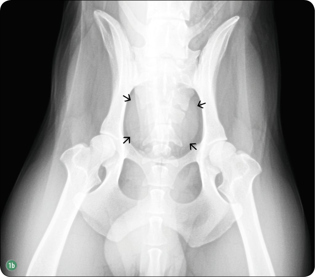 WWP_6_17_OCENA_RADIOLOGICZNA_ORAZ_USG_RYC_1_B