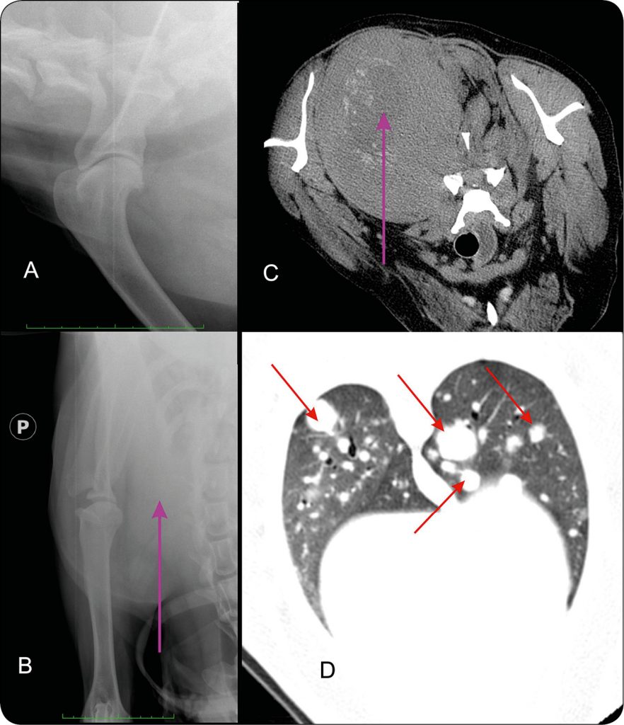 WWP_7_8_17_DAIAGNOSTYKA_RADIOLOGICZNA_STAWU_RAMIENNEGO_U_PSOW_RYC_9 stawu ramiennego