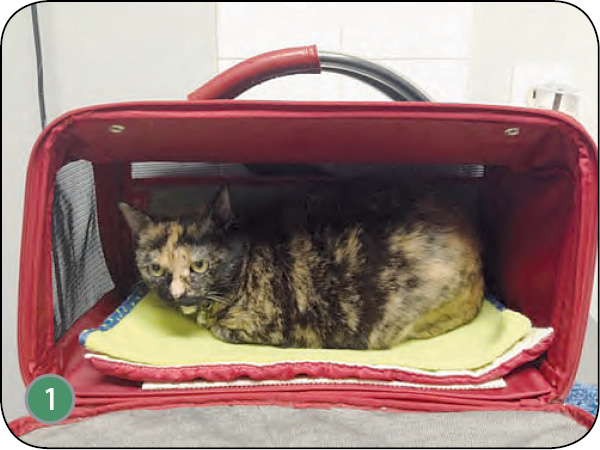 WWP_7_8_17_DLACZEGO_WARTO_KONCENTROWAC_SIE_NA_KOTACH_RYC_1 Warto koncentrować się