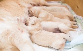 Tarczyca a rozrodczość – wpływ tarczycy na płodność psa. Kwestia bardziej skomplikowana, niż się wydaje