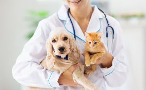 Żywienie psów i kotów w profilaktyce i leczeniu przewlekłej niewydolności nerek (CKD)