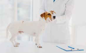 Co wiadomo o antybiotykowrażliwości bakterii wywołujących zakażenia dróg moczowych u psów?