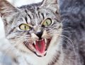 Psychologia zwierząt – agresja u kotów nakierowana na człowieka – opis przypadku