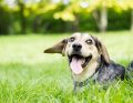 Skuteczność preparatów z linii Hepatiale Forte w leczeniu chorób wątroby u psów
