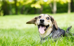 Skuteczność preparatów z linii Hepatiale Forte w leczeniu chorób wątroby u psów