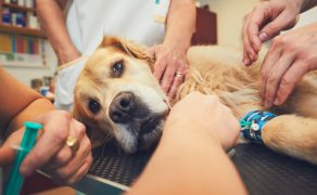 AVMA wprowadza nowe wytyczne dotyczące eutanazji zwierząt