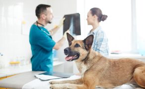 Zakład leczniczy dla zwierząt – rozważania na temat rentowności i zysku. Cz. I