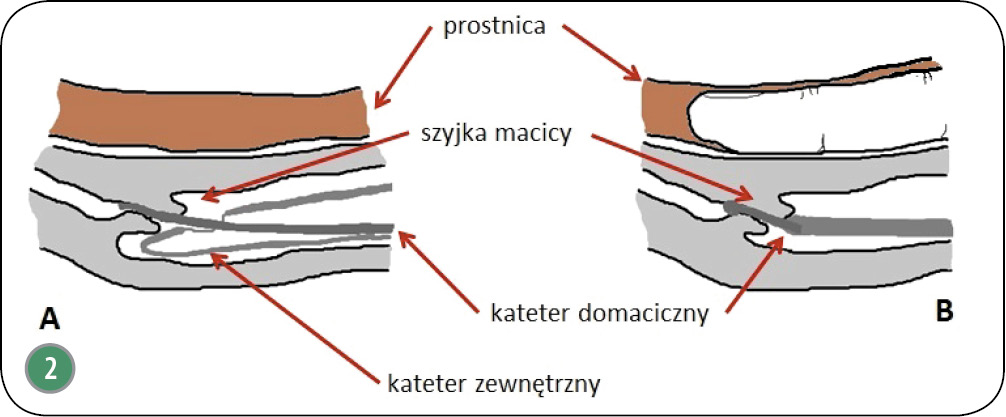 WWP_10_16_SZTUCZNA_INSEMINACJA_KOTEK_RYC_2