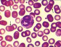 WWP_7_8_16_HEMATOLOGIA_SZCZUROW_DOMOWYCH_RYC_7