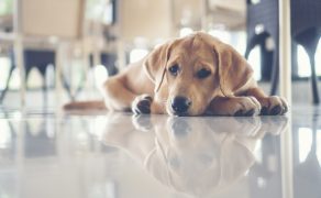 Fobie dźwiękowe u psów są problemem behawioralnym o szerokiej etiologii
