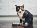 Zaburzenia apetytu – anoreksja i hiporeksja u kota
