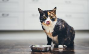 Zaburzenia apetytu – anoreksja i hiporeksja u kota