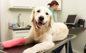Podstawowe zagadnienia dotyczące diagnostyki i planowania przedzabiegowego złamań kości długich u zwierząt towarzyszących