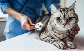 Jak istotny jest pomiar ciśnienia tętniczego krwi u psów i kotów?