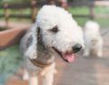 Bedlington terrierów