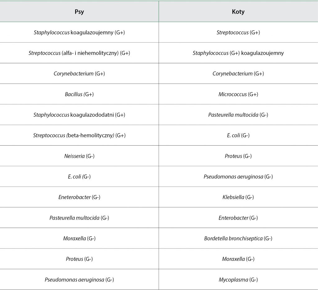 WWP_10_15_choroby_zakazne_BAKTERYJNE_ZAKAZENIA_DROG_ODDECHOWYCH_PSY_KOTY_CZ_I_TAB_1