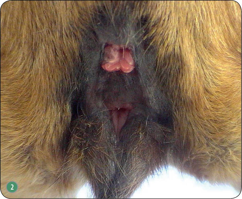 WWP_10_15_rozrod_ZAGROZENIA_ZWIAZANE_Z_KRYCIEM_SPOSOBY ZAPOBIEGANIA_RYC_2