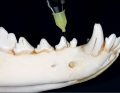 WWP_10_15_stomatologia_ZNIECZULENIE_PACJENTA_STOMATOLOGICZNEGO_RYC_21