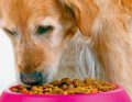 VET_PERSONEL_3_17_zywienie_DIETA_ONKOLOGICZNA-DLA_PSA_Thinkstock-120475134